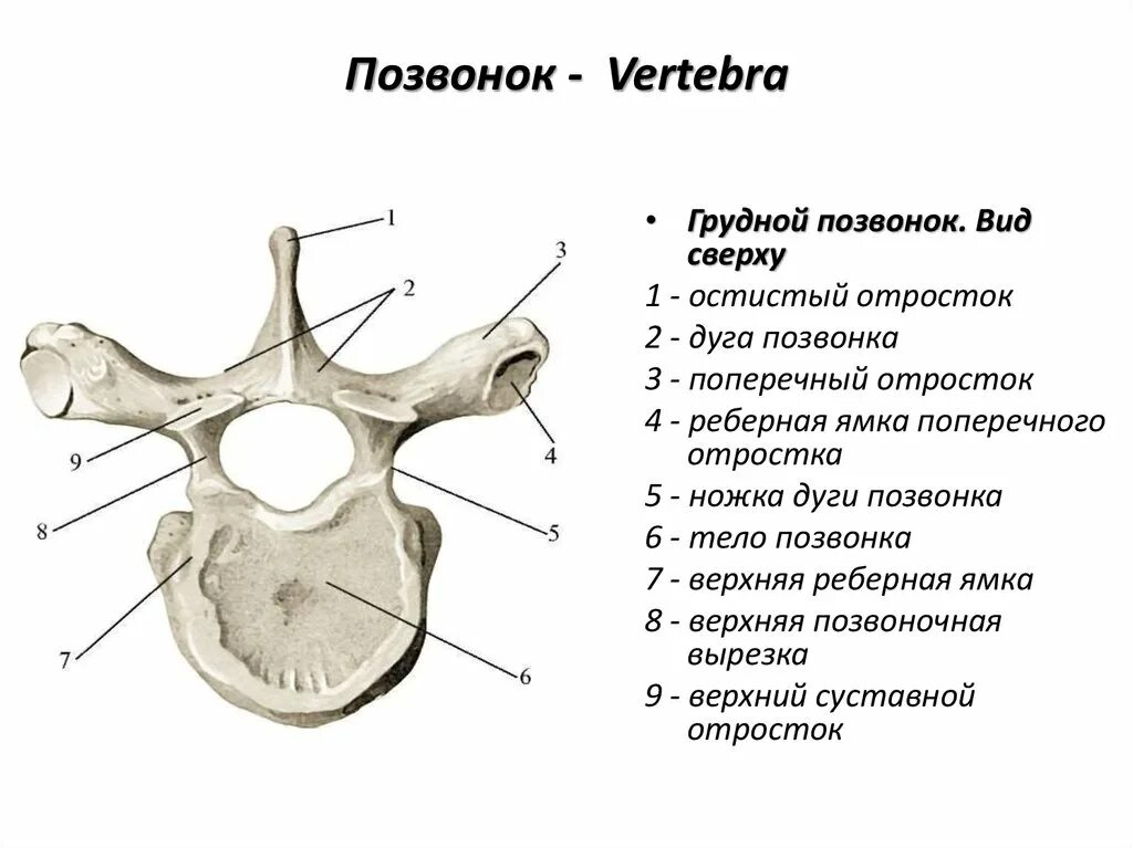 Строение позвонка рисунок. Строение грудного позвонка вид сбоку. Грудной позвонок строение позвонка. 1 Грудной позвонок строение анатомия. Грудной позвонок отросток строение.