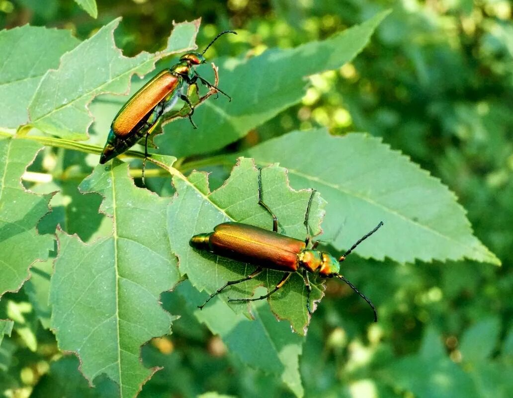 Trirhabda bacharidis. тля жук. жук листоед тополевый личинка. жук кустарник. тля садовая.