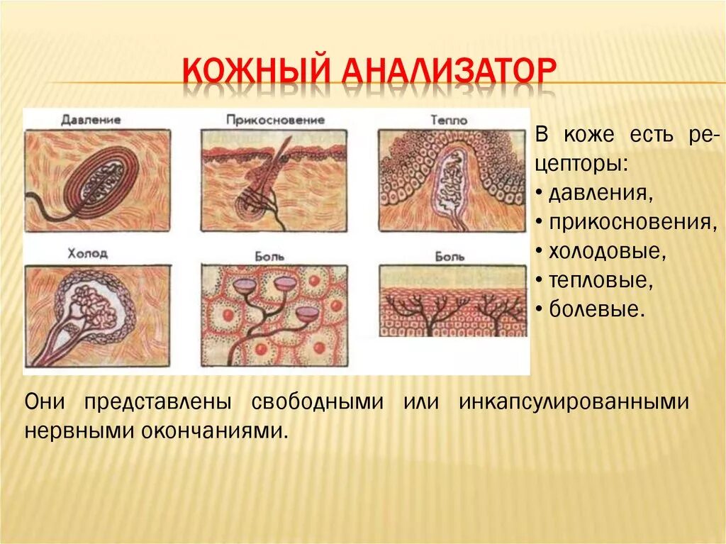 Строение кожно мышечного чувства. Кожный анализатор строение. Кожно мускульный анализатор. Строение кожного анализатора анатомия. Рецепторы кожно мышечного анализатора.