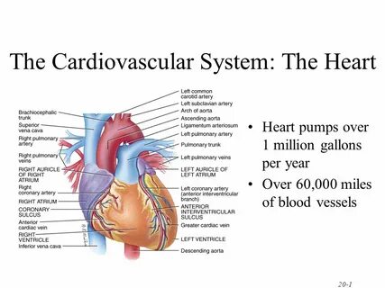 Cardiovascular system