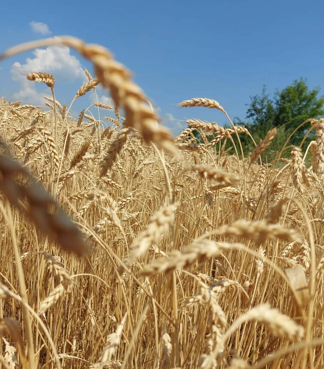 нескошенный луг заплетенная коса. скос пшеницы. нескошенный луг заплетенная коса. нескошенный луг заплетенная коса. скошенное поле пшеницы вид сверху.