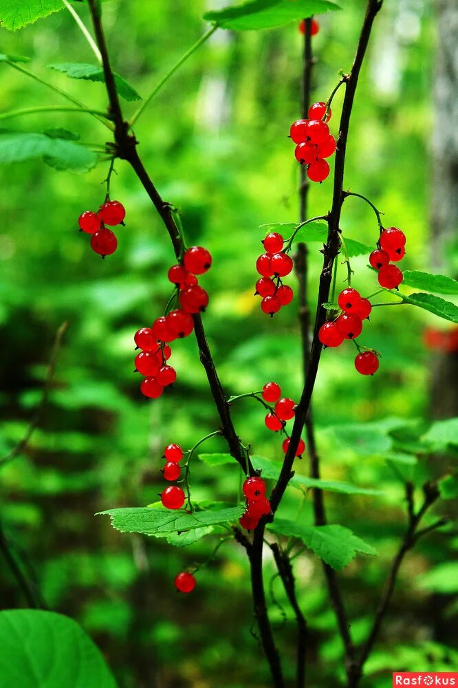 стихотворение о малине.