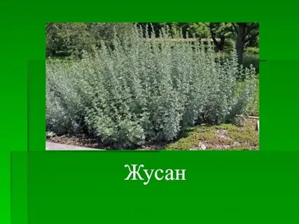 Жусан тараз