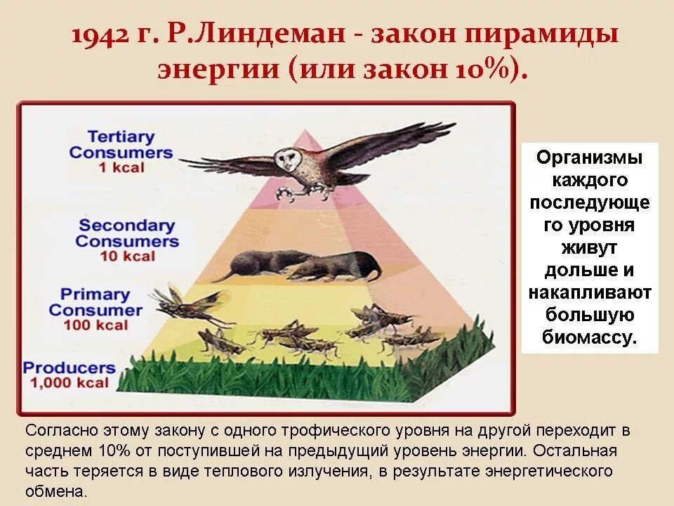 Пирамида Линдемана экологическая. Закон пирамиды энергии Линдемана. Правило экологической пирамиды Линдемана. Экологическая пирамида энергии.