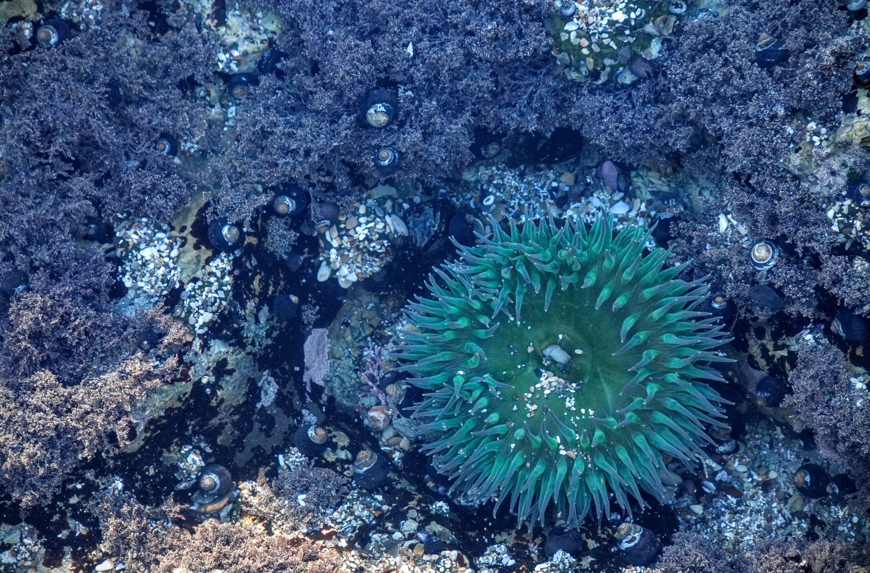 Группа морских организмов на дне океана. Анемон риф. Риф анемоны. Актинии Барьерный риф. Актиния моллюск.