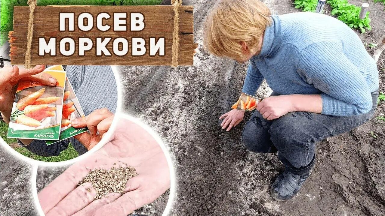 На какую глубину сеять морковь
