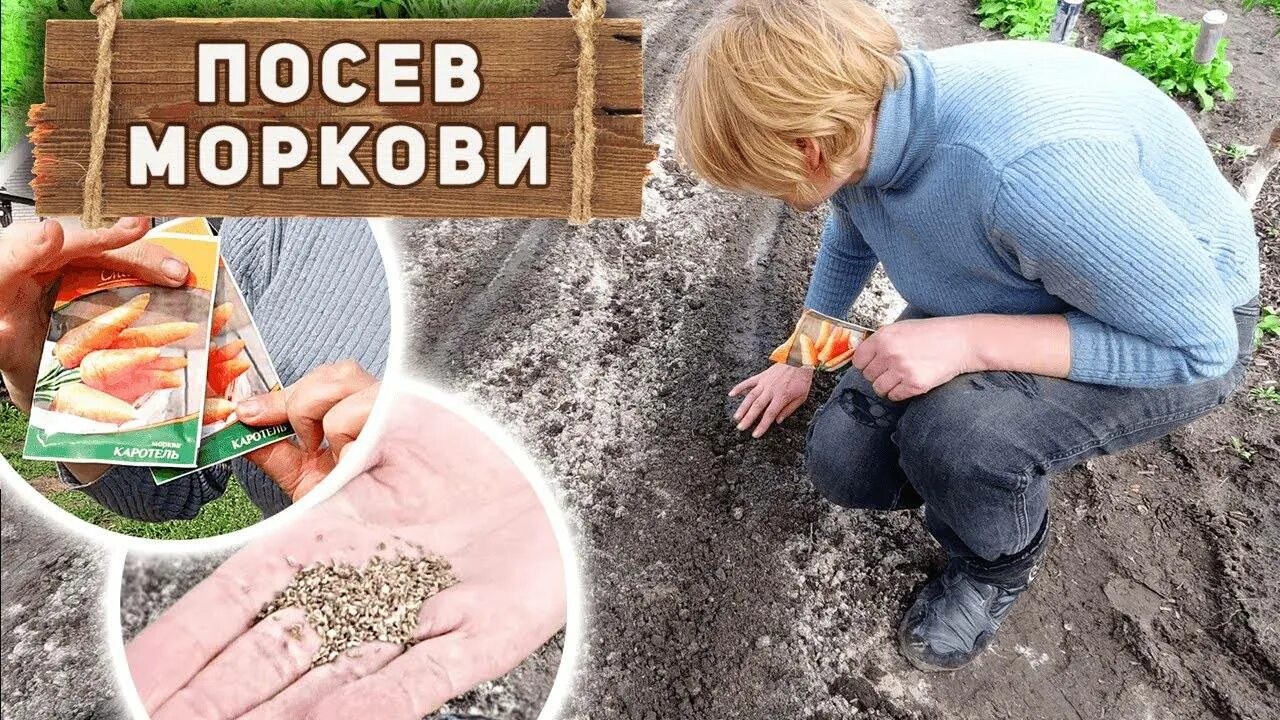 Посадка моркови весной в открытый. Посадка моркови весной в открытый грунт. Посев семян моркови. Правильная посадка моркови весной. Когда сажать морковку