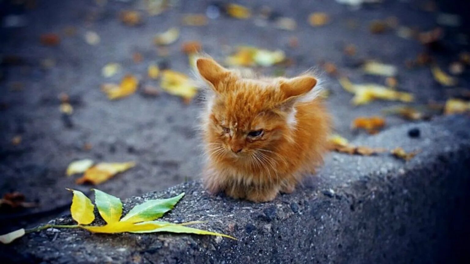 Рыжие приносят счастье. Грустный привет. Плохое настроение котенок. Осень наступила.