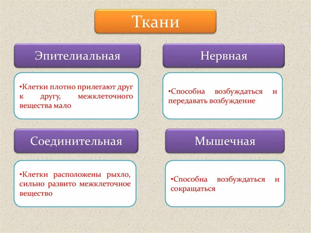 Ткани человека. Ткани человека презентация. Группы тканей человека. Ткани человека схема.