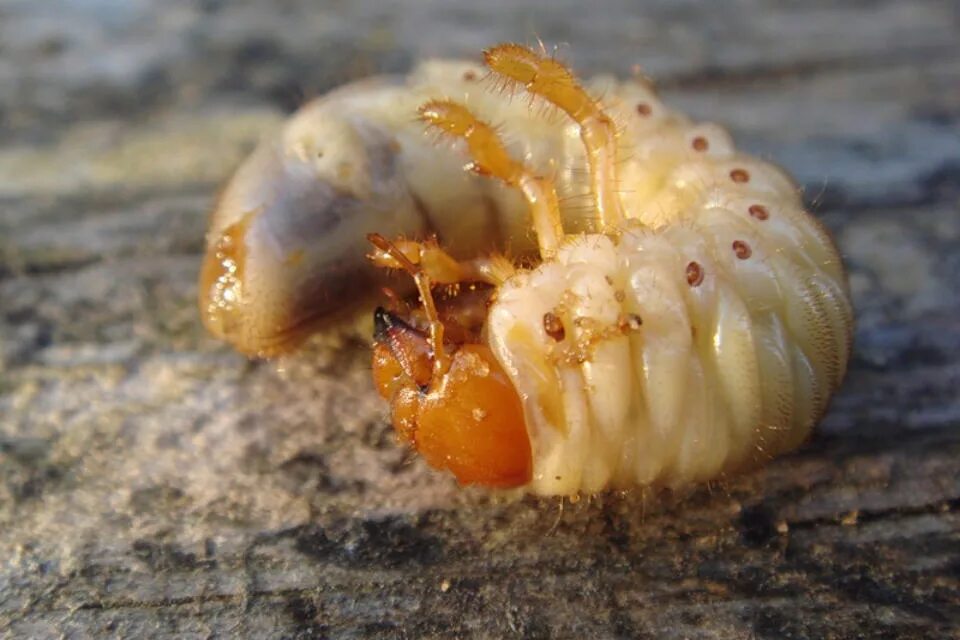 совка озимая подгрызающая. озимая совка гусеница. грызущие личинки. гусеница жука короеда.