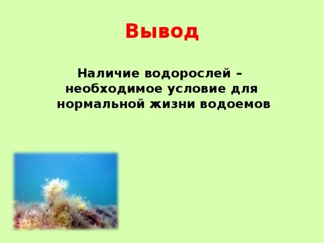 Вывод водорослей