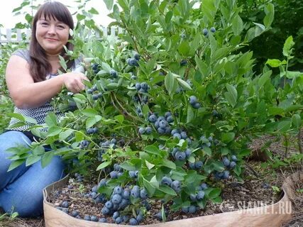 Голубика плодоносит на год