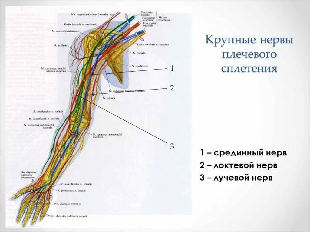 Срединный нерв плечевого сплетения. Срединный нерв анатомия схема. Нервы плечевого сплетения анатомия. Ветви плечевого сплетения анатомия.