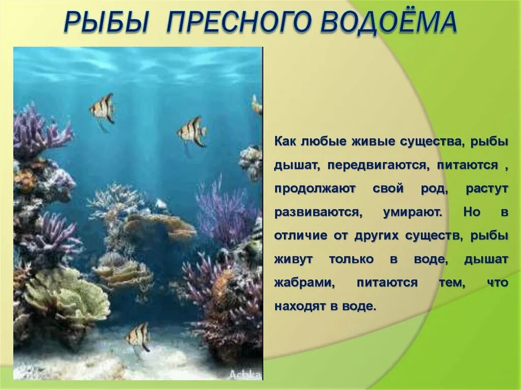 Рыбы пресных и соленых водоемов 1 класс. Обитатели пресных вод. Обитатели пресноводных водоемов. Рыбы пресных водоемов. Доклад абитатили вадаема.