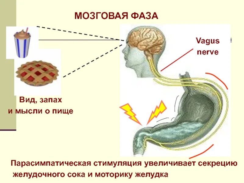 Выделение желудочного сока. Мозговая фаза желудочной секреции схема. желудочная фаза секреции желудочного сока схема. фазы желудочной секреции физиология. фазы желудочной секреции физиология схемы.