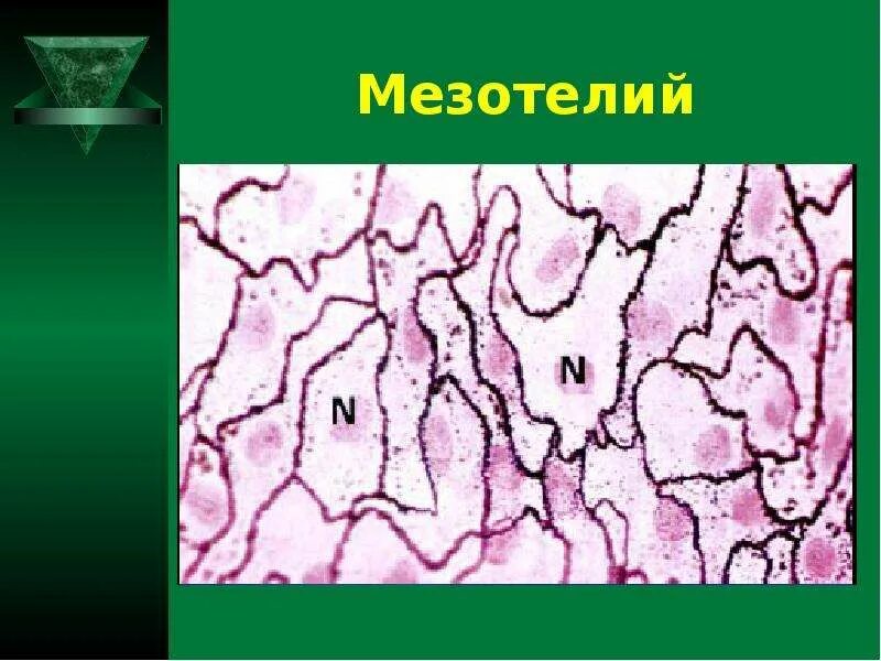 Мезотелий развивается из. Мезотелий гистология. Мезотелий брыжейка гистология. Мезотелий препарат. Мезотелий брыжейки препарат.