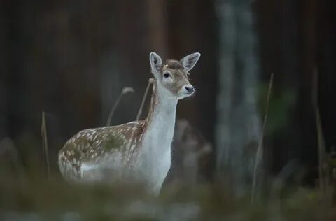 Лань м