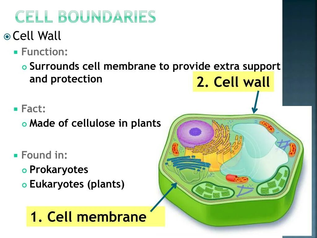 Cell membrane and Cell Wall in Plant Cell. Plant Cell Wall. Cell membrane function. Function of Cell Wall.