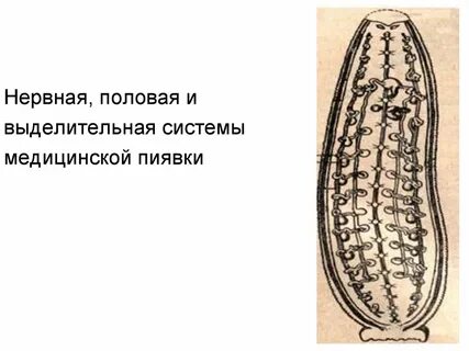 Половая система пиявок