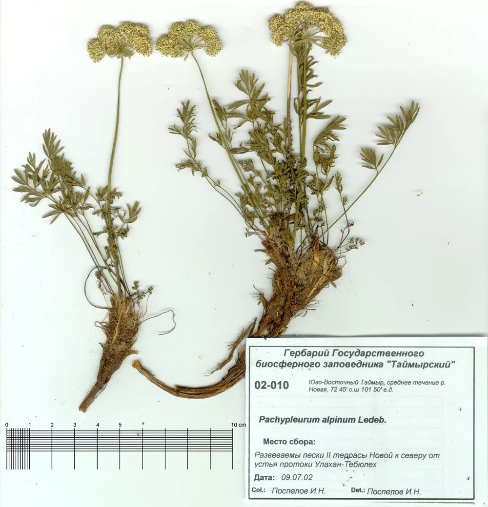 гербарий из цветов с названиями. цветы и травы анна васильева и светлана винникова. исследование лекарственных растений. хабаровский краевой музей первые музейные коллекции гербарий. мытник болотный гербарий.