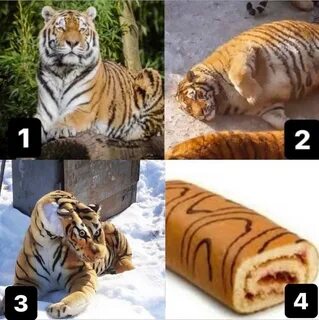 Тигр сейчас