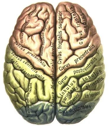 Синельников атлас мозг. Конечный мозг борозды и извилины полушарий. Полушария мозга извилины. Атлас Синельникова головной мозг. Извилины брюс