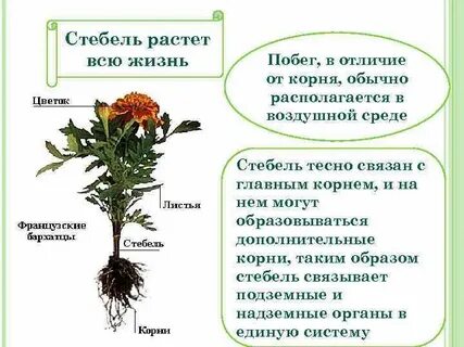 Почему корни растут в течении всей жизни