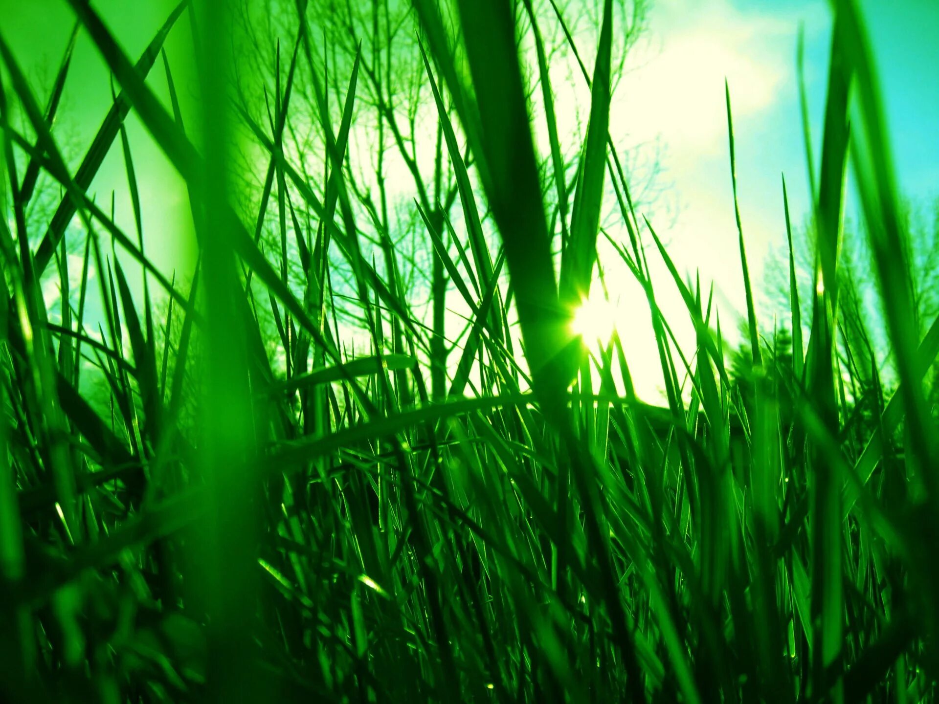 Зеленая трава. Сочная трава. Красивая зелень. Красивая трава.