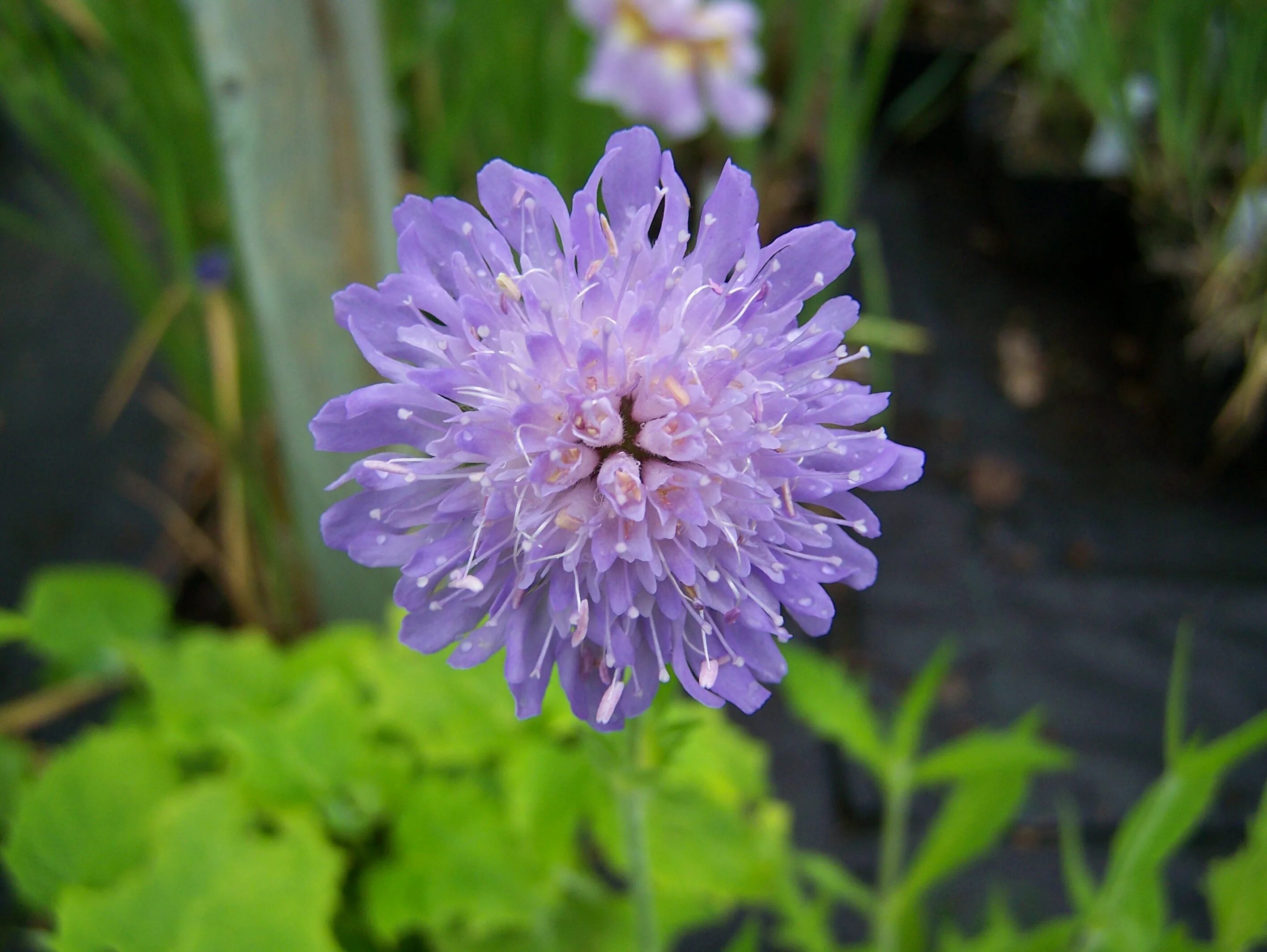 Короставник фото. Короставник Македонский (Knautia Macedonica). Короставник и скабиоза. Короставник Македонский "Thunder and Lightning" (Knautia Macedonica). Короставник Македонский "Melton Pastels".