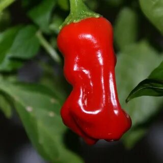 Pepper 20