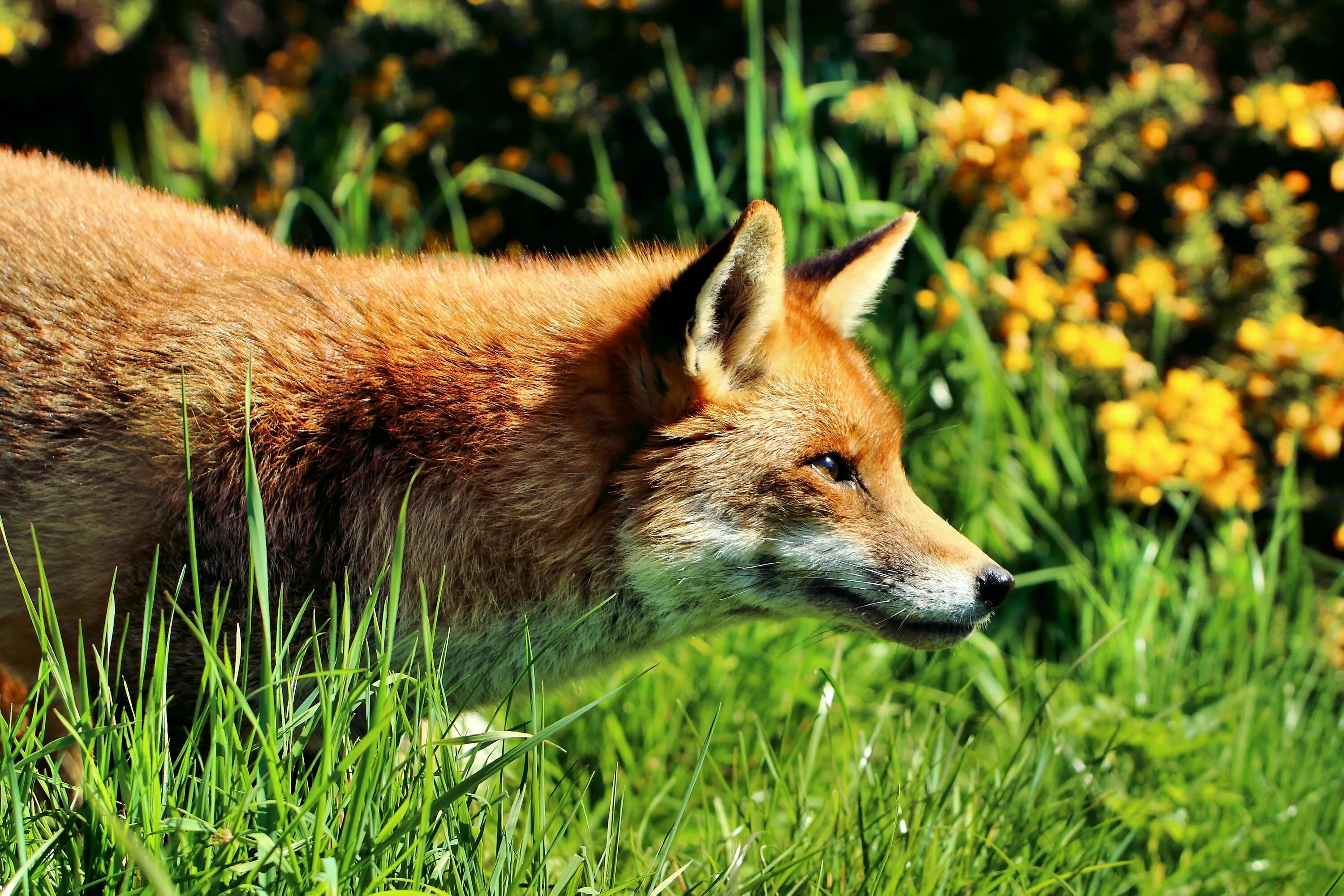 Красная лиса. Лисица (vulpes vulpes). красный лис. красная лисичка. красная лиса картинка.