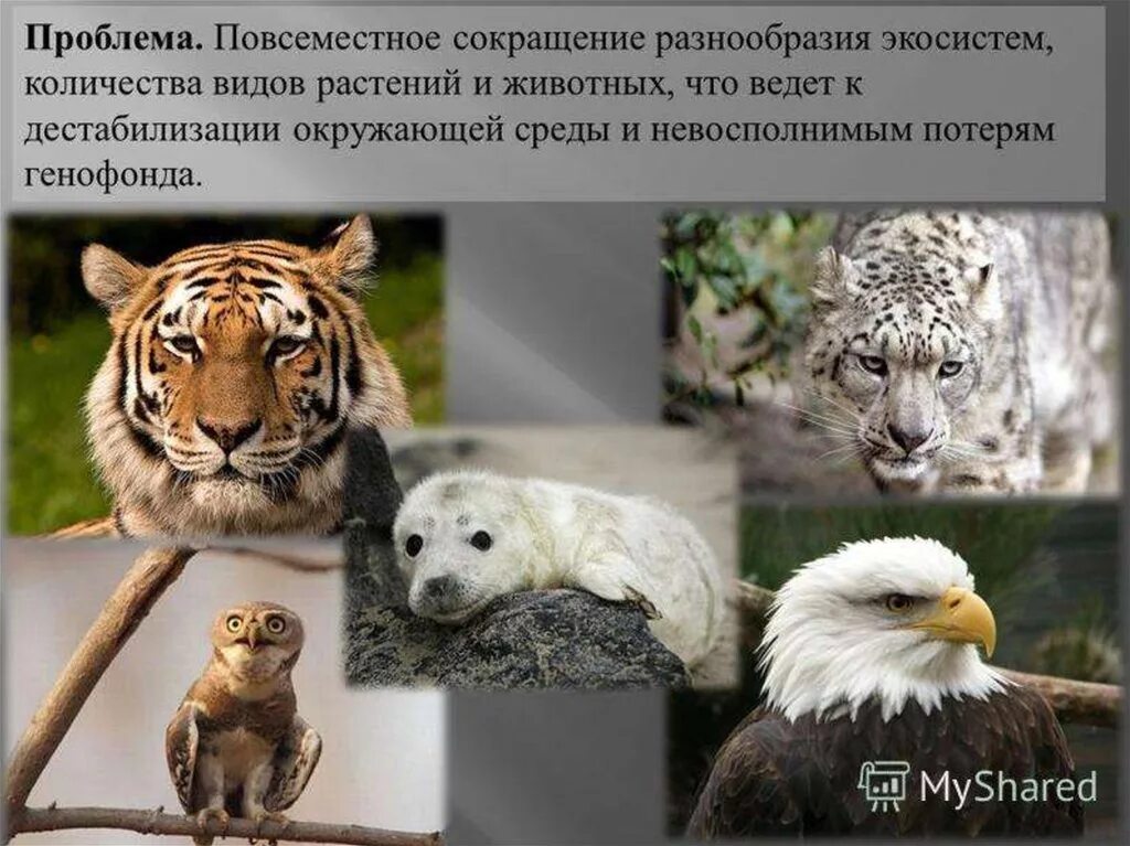 Проблема видового разнообразия. Разнообразие видов животных. сохранение вымирающих видов животных. уменьшение видового разнообразия животных. многообразие видов.
