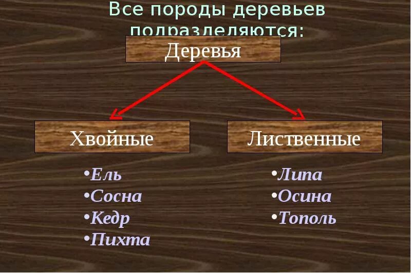 Листвигые породы древесин. Свойства древесины. Механические свойства древесины. Презентация на тему древесина. Свойства древесины.