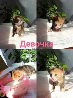Добрые руки кошки нижний новгород