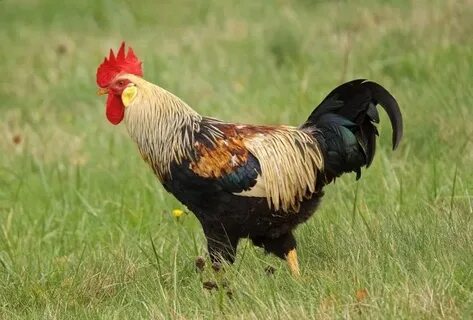 Жетілген жалаңаш әйелдердің әуесқойлық фотосуреттері