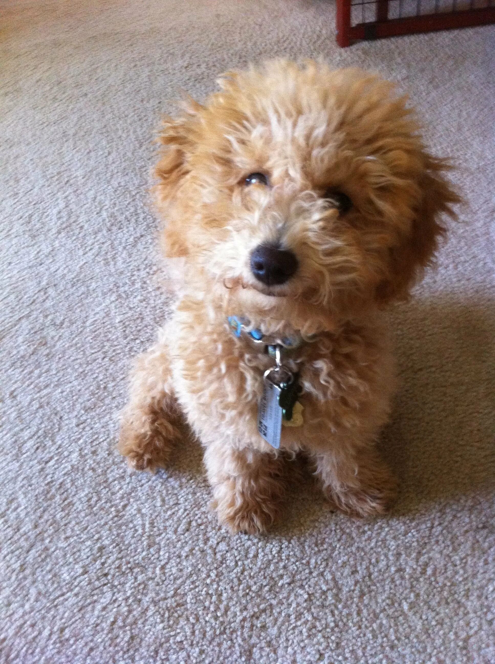 Карликовый пудель мальтипу. Болонка мальтипу. Собака помесь пуделя. Помесь мальтийской болонки и пуделя. Мальтийская болонка мальтипу.