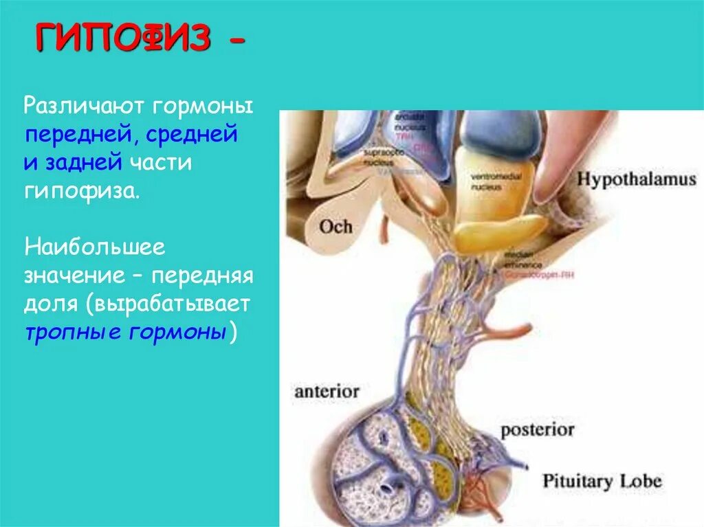 Неправильная работа гипофиза. Заболевания передней доли гипофиза. болезни гипофиза презентация.