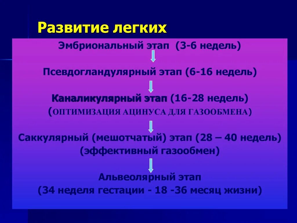 Стадии развития легких. Стадии развития лёгких. Этапы формированиялегкиз. Стадии развития дегкогг. Периоды развития легких.