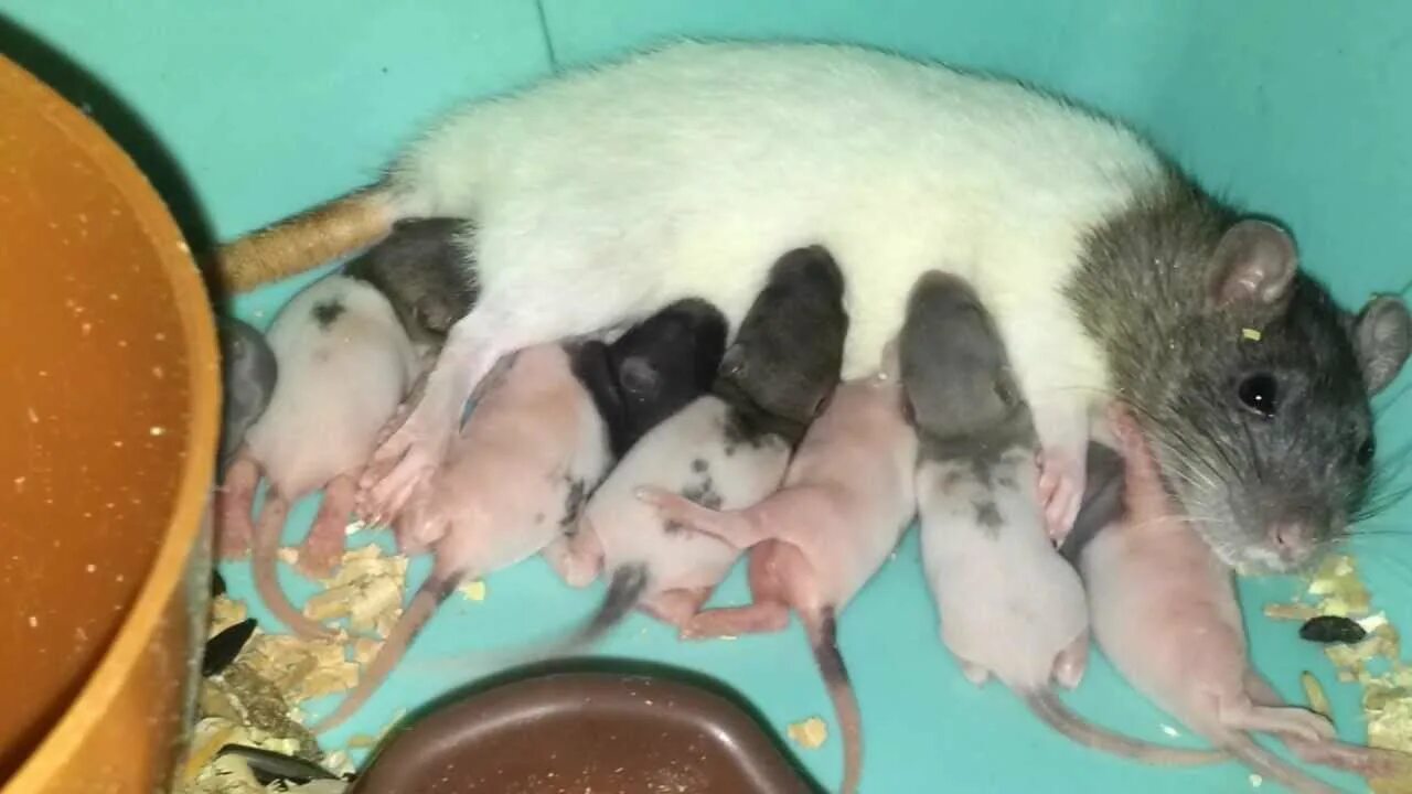 Три крысы. Какого грызуна лучше завести в квартире. Крысы декоративные с мячиком. Стоит заводить крысу. Крысы породы пасюк.