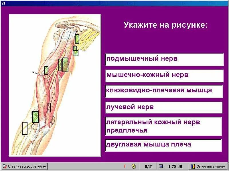 Кожно нервные. Мышечно кожный нерв. Мышечно-кожный нерв плеча. Наружный кожный нерв предплечья. Мышечно-кожный нерв иннервирует.