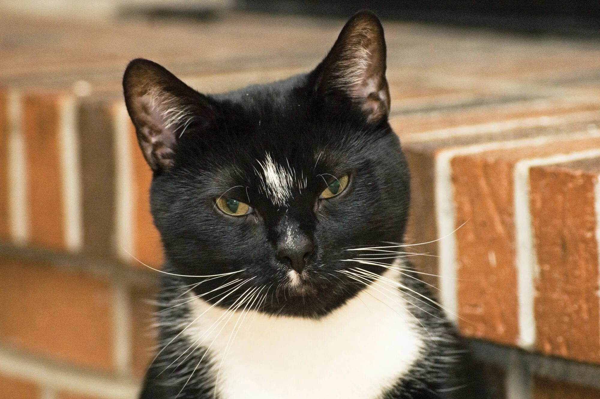 Tuxedo cat. Такседо кошка. двухцветная кошка. tuxedo кошка. кошки cats tuxedo&#039;s.