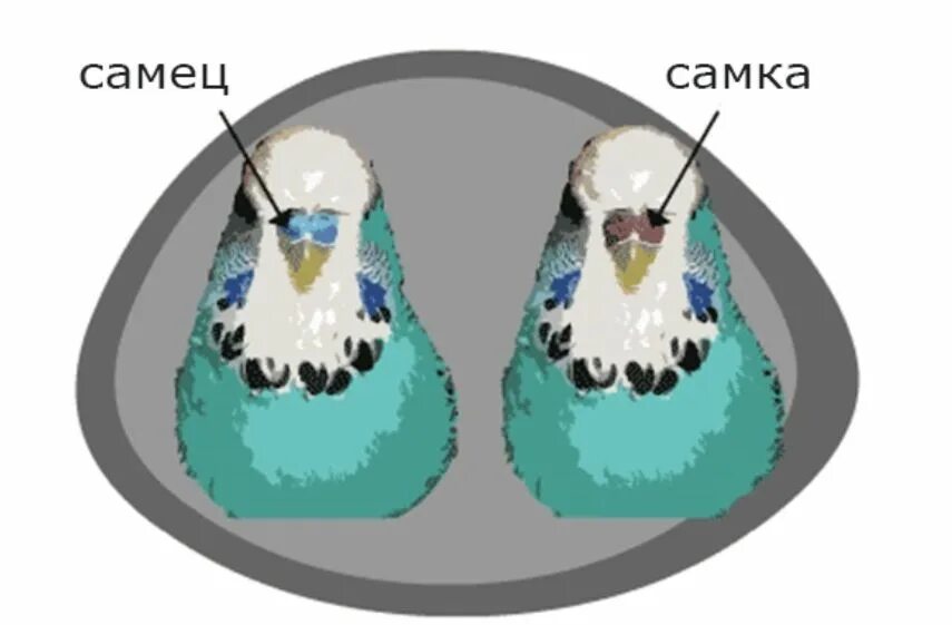 Волнистый попугай отличие самца от самки. Различить волнистых попугаев самку от самца. Самка и самец волнистого попугая отличия. Отличить самку от самца попугая.