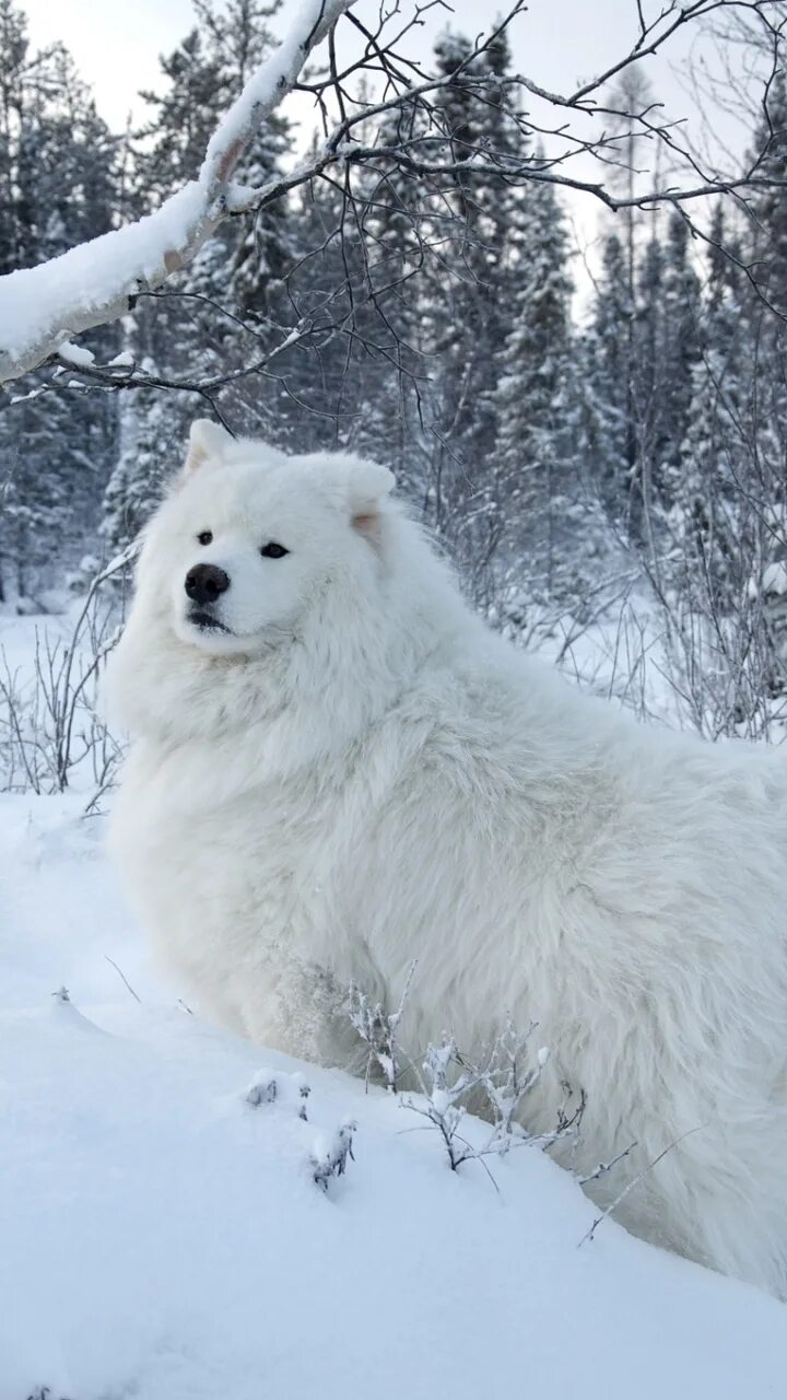 Собака снежок. Самоедская лайка. Маламут и самоед. Самоед снежный пес. Маламут белый.