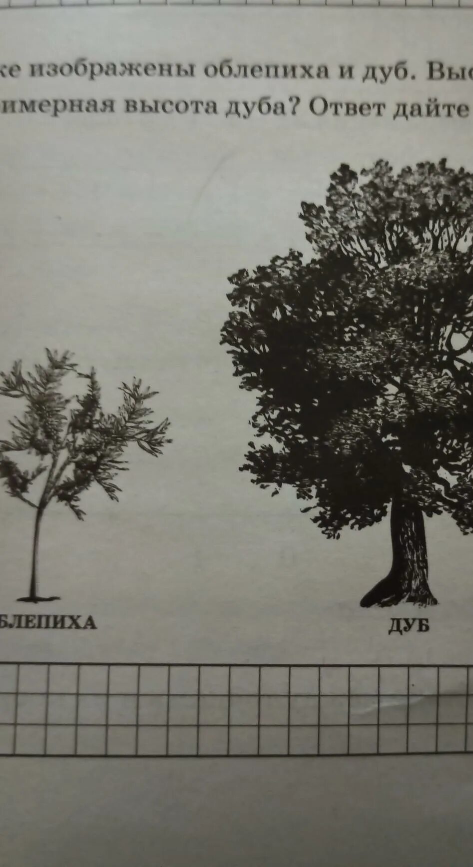 На рисунке изображены облепиха и дуб. Примерная высота дуба. Примерная высота дерева. Высота дуба в метрах. Какова примерная высота дерева.