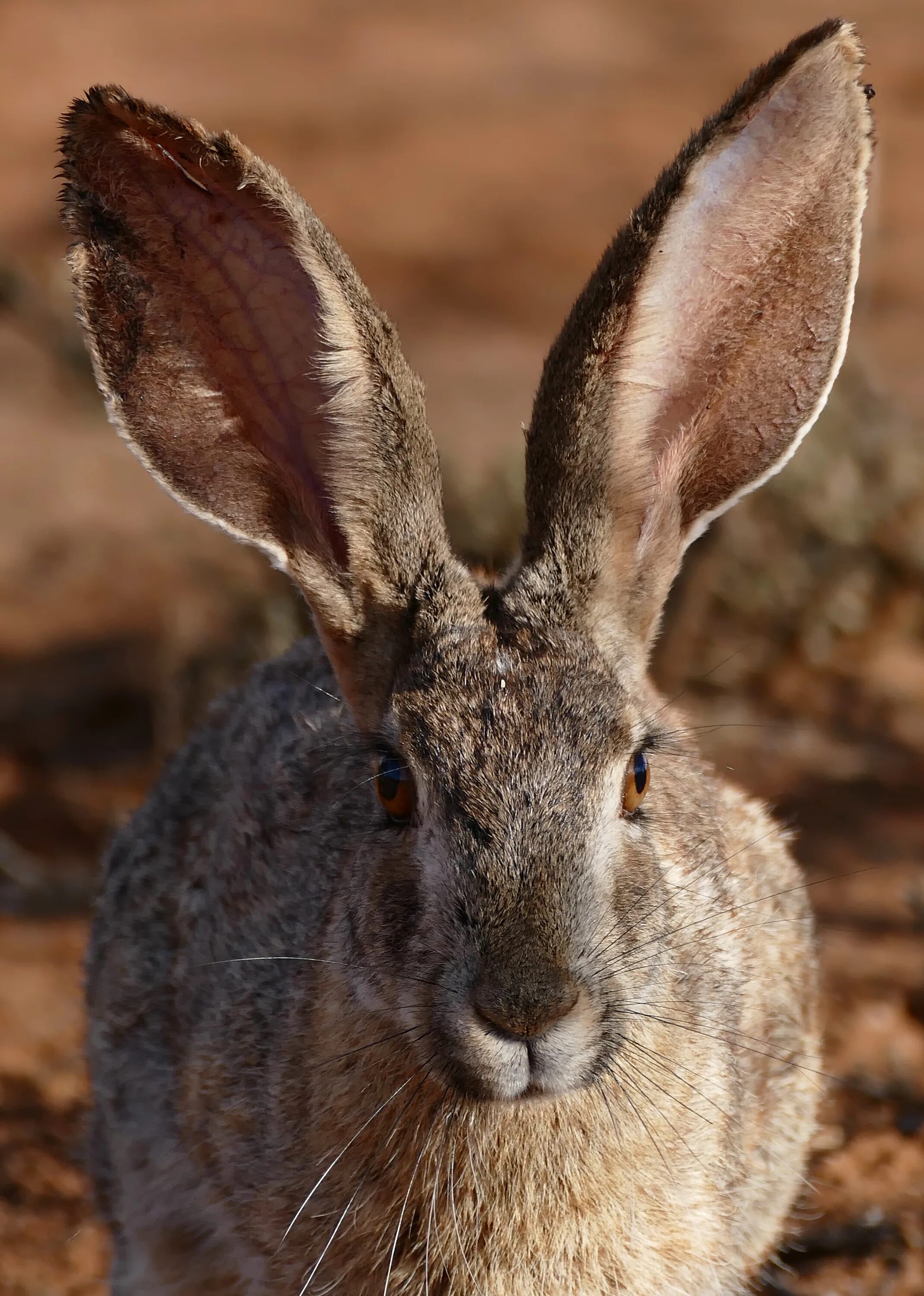 Hare&#039;s