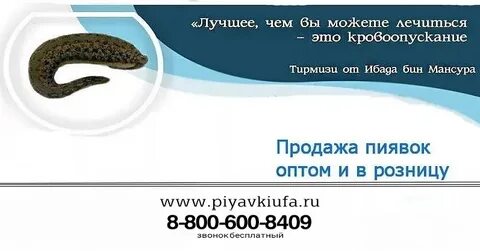 Международный центр пиявки