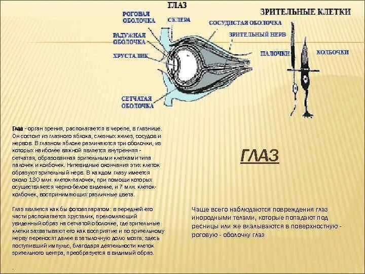 Назовите органы чувств почему павлов рецепторы органов. Орган зрения это в нем три оболочки та. Орган зрения – это _______________. В нем три оболочки:. Орган глаза 3 оболочки. Орган зрения это глаз в нем три оболочки стих.