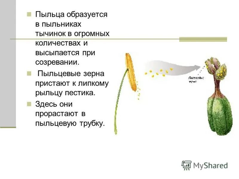 Поперечный срез завязи пестика лилии