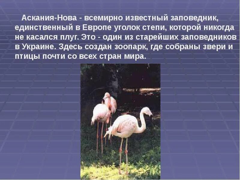 Где находится аскания нова заповедник на карте. Степной заповедник аскания-нова.. аскания-нова заповедник животные. аскания нова зоопарк. заповедник аскания нова презентация.