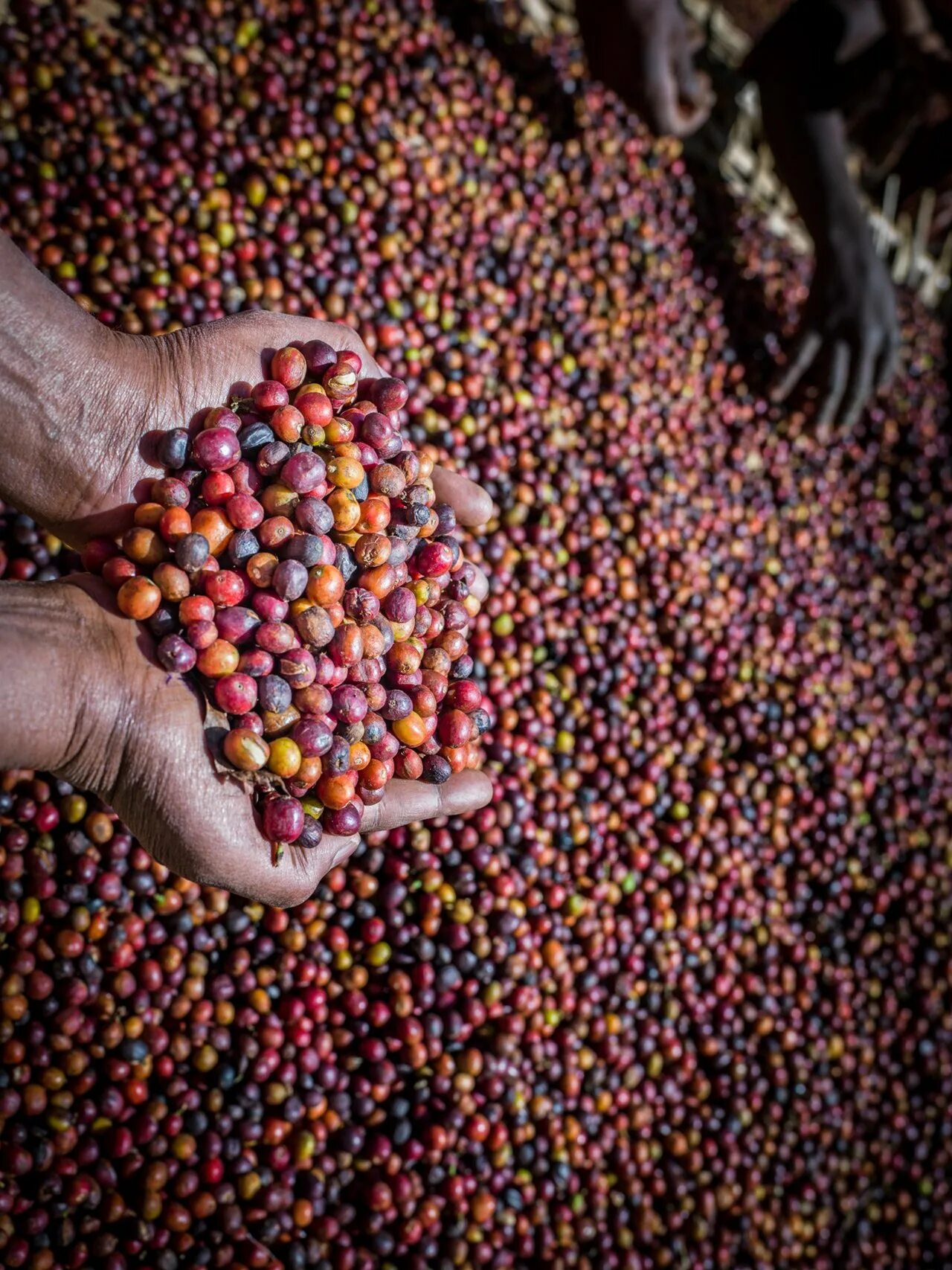 Эфиопия кофейные плантации. Теф Эфиопия. Эфиопский кофе. Эфиопия сельское хозяйство.